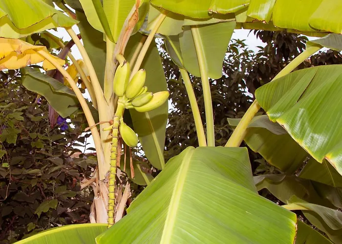 לינה וארוחת בוקר Anna פראייה א מארה