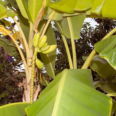 Bed & Breakfast Anna Praia a Mare